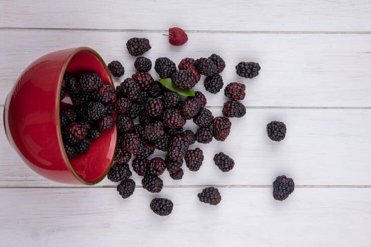 تصویر 1 از قیمت خرید تمشک خشک + فروش ویژه